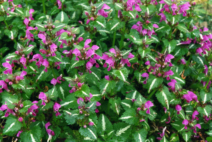 Lamium maculatum 'roseum' photo